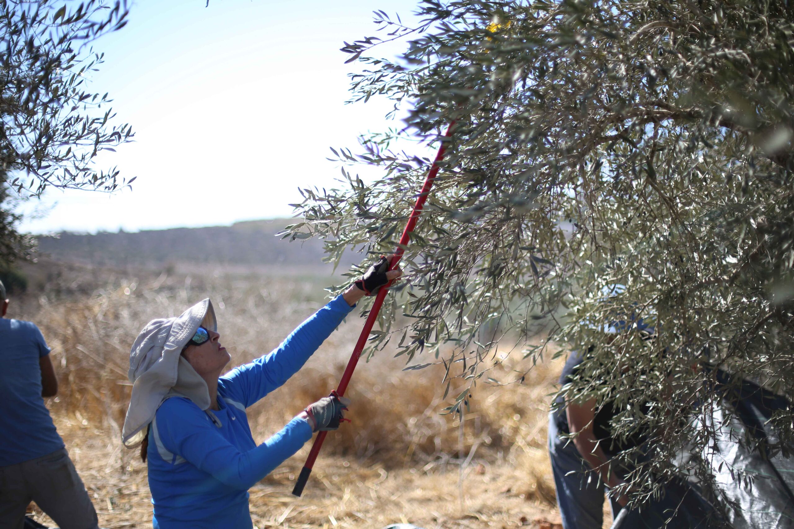 Rabbis for Human Rights